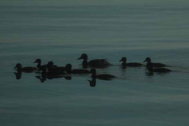 family of ducks on Lake Huron